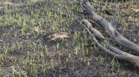 Grass grows back after a wildfire in Utah.