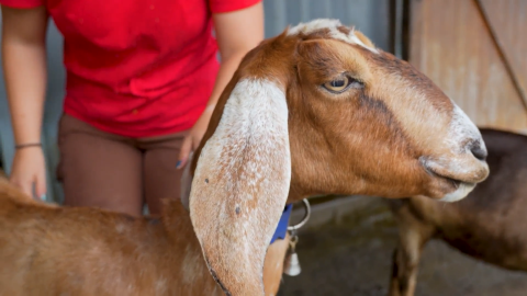 West Place Animal Sanctuary rescues injured and abused farm animals.