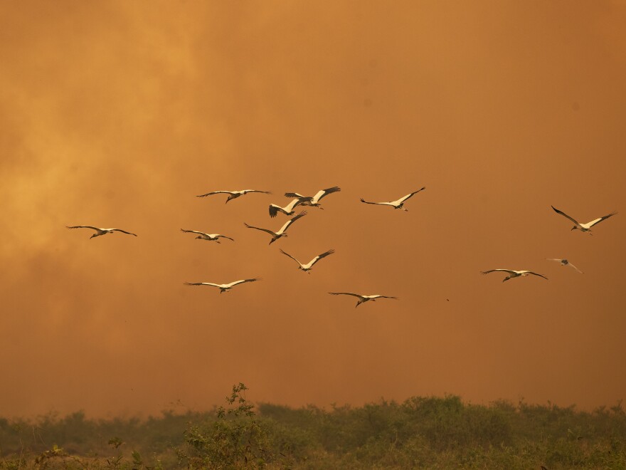 Birds fly past as a fire consumes an area next to the Trans-Pantanal highway in the Pantanal wetlands near Pocone, Mato Grosso state, Brazil, Friday, Sept. 11, 2020. As of Sept. 13, 19% of the Pantanal had been consumed by fire, according to a satellite laboratory at the Federal University of Rio de Janeiro. (AP Photo/Andre Penner)