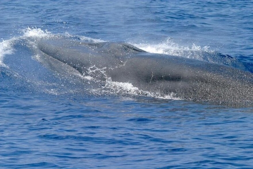 Rice's whales can grow to 42 feet, but fewer than 100 remain.