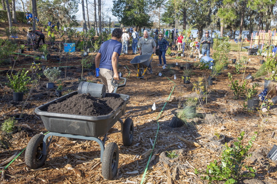 Volunteers at Heritage Harbour Park in Bradenton drill holes, haul mulch and nutrient-rich dirt, and plant trees and shrubs to create the area's first microforest. 