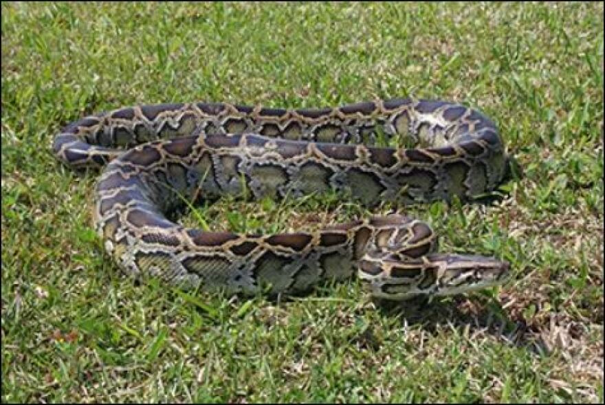 A large Burmese python