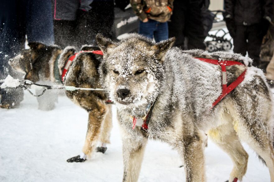 A snow-encrusted sled dog in Ambler during the 2015 Kobuk 440. (Photo: Francesca Fenzi, KNOM)