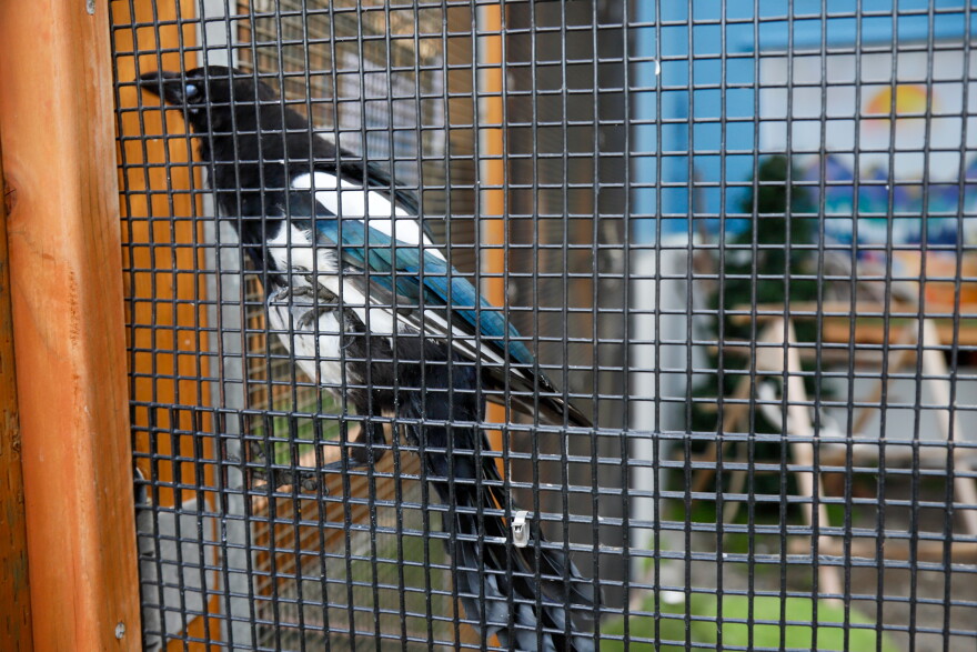 A magpie