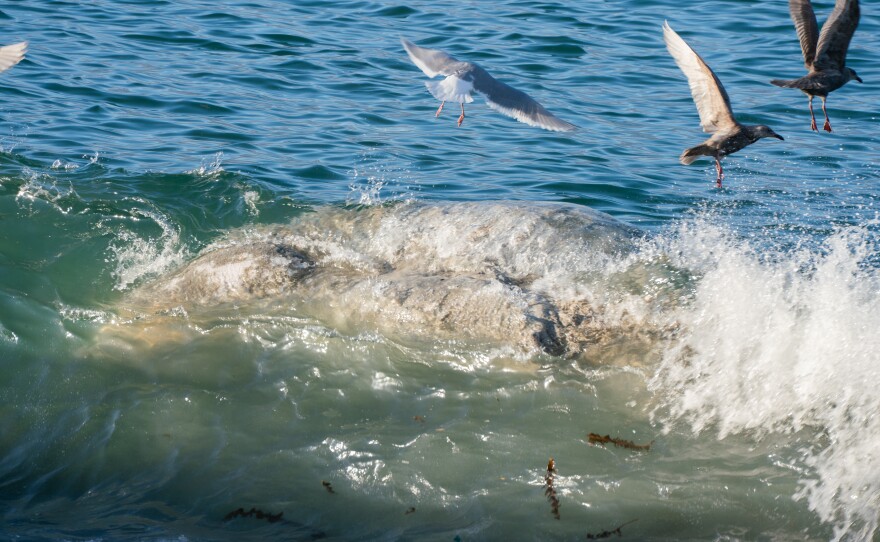 The Alaska Department of Fish and Game reported the whale in Unalaska Bay to the National Oceanic and Atmospheric Administration on Dec. 4. The Alaska Marine Mammal Stranding Network said there is no cause of death.
