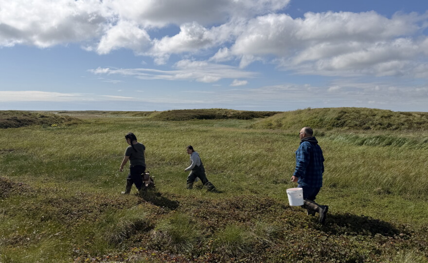 The Paul family picks salmonberries on an expanse of tundra near Kipnuk on Aug. 12, 2026.