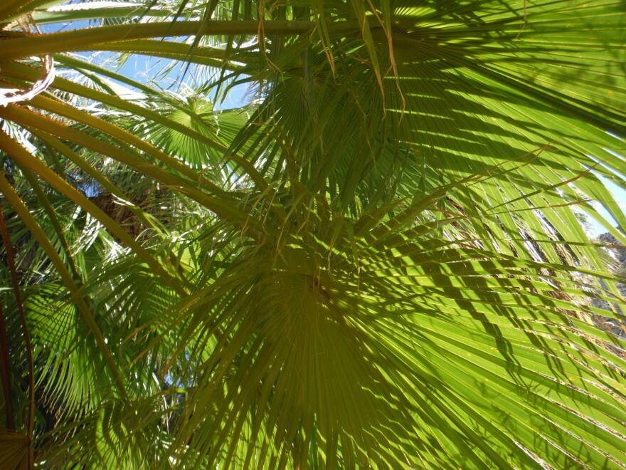 A shot of green palm leaves from underneath in sunlight