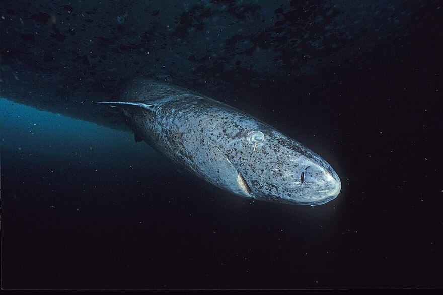 Greenland sharks can range in color from creamy gray to blackish-brown, often speckled with white or dark spots.