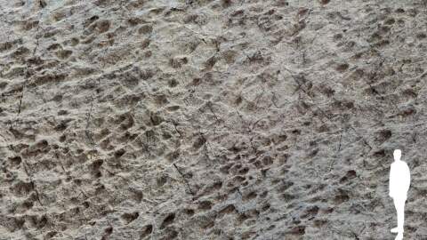 Detail of a "dinoturbated" surface, that is, heavily trampled by numerous dinosaurs. Many footprints show
a preferential direction, shared by individuals who evidently proceeded side by side and/or in packs (from left to
right in the photo). (Elio Della Ferrera/ PaleoStelvio Arch.)