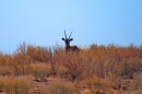 A gemsbok with long, straight horns faces the camera while standing partially hidden among dry grasses and shrubs in a desert landscape beneath a blue sky.