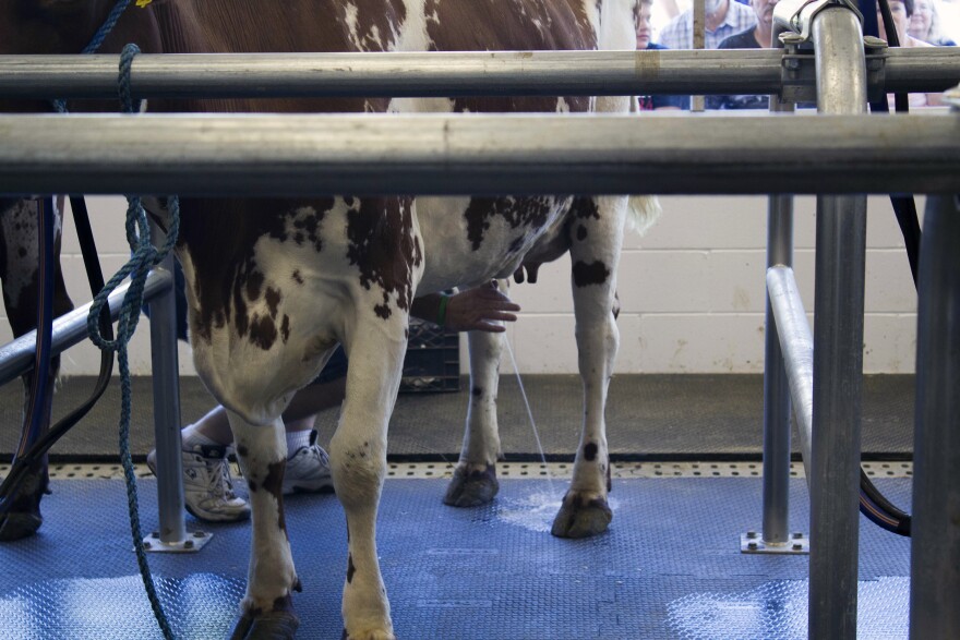 A cow is prepared for milking at the Iowa State Fair. The first spray of milk is squirted onto the floor before the teat is connected to the milking machine. 