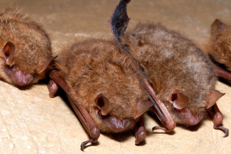 This photo provided by the U.S. Fish and Wildlife Service in September 2022 shows tricolored bats. 