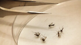 Mosquitos are sorted at a mosquito lab.