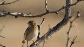 For a host of birds known as grassland specialists – like the grasshopper sparrow, pictured above – West Texas is essential winter habitat. These grassland birds have declined by half since 1970.