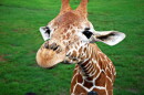 A giraffe community will leave the young together in a group with a designated babysitter.