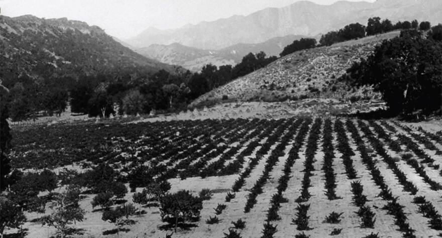 Sausalito Canyon Winery grape fields circa-1800s