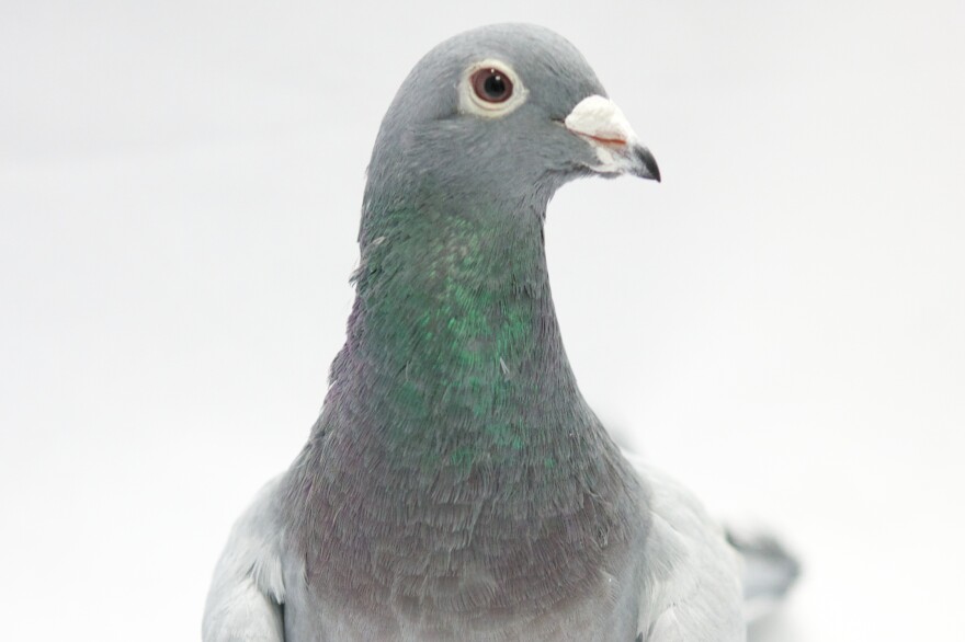 One of the pigeons in a study that found the birds could distinguish dozens of words.