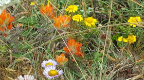 Flowers and succulents in the grass on the Mendocino coast.