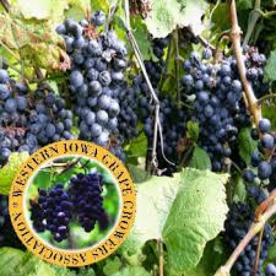 Iowa_grapes.jpg