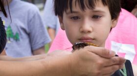 Ayden Geary, 8, comes face-to-face with a Madagascar hissing cockroach. “It’s cute,” he said.