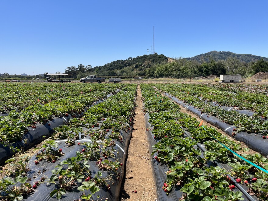 More than 60 different strawberry varieties grow on the fields of Cal Poly SLO's Strawberry Center.