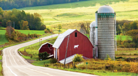A red farm is seen on the side of a road. There is a white cow on the front of the barn. The field surrounding the building are green, with some of the trees starting to change colors to red and orange. 