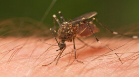 A mosquito biting a person.