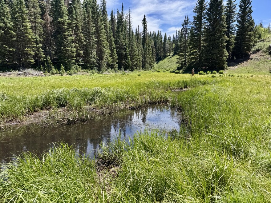 A small wetland reflects a cloudy blue sky, surrounded by green grass and tall trees in the background.