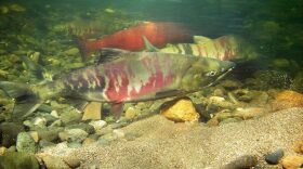 Migrating summer chum and chinook salmon swim on July 7, 2007, below the U.S. Bureau of Land Managmentâs fish weir on the Tozitna River, Alaska. The Tozitna is a tributory of the Yukon River.