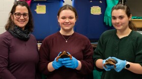 Professor Tamara Johnstone-Yellin teaches wildlife rehabilitation seminar and practicum courses at Bridgewater College, where students Chase Carter and Emma Pultz are learning to care for woodland box turtles from the Wildlife Center of Virginia.