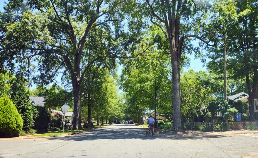 Mature trees line Grandin Road on Charlotte's west side. Federal grants will help the city maintain trees in its designated Corridors of Opportunity.