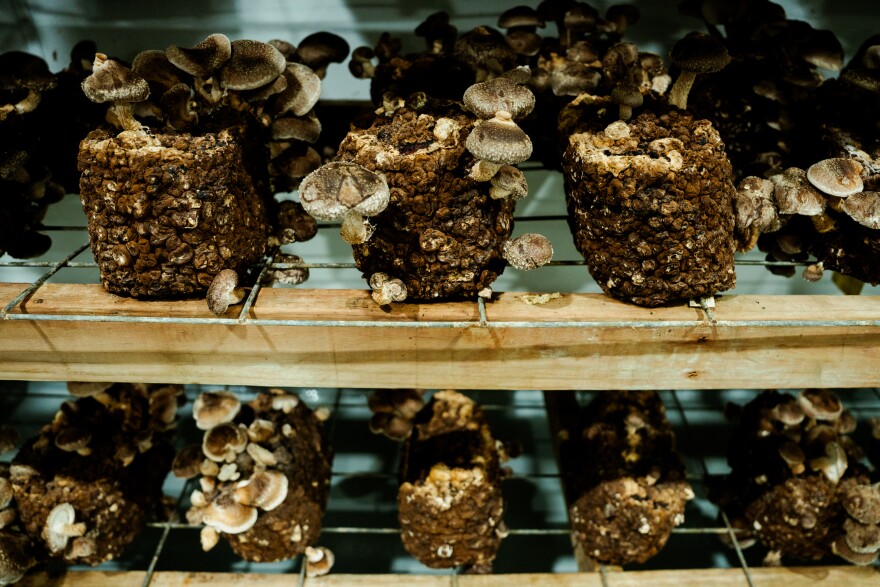 Wood shiitake mushrooms grow at Mushrooms Naturally on Thursday, April 17, 2025, in O’Fallon, Mo.
