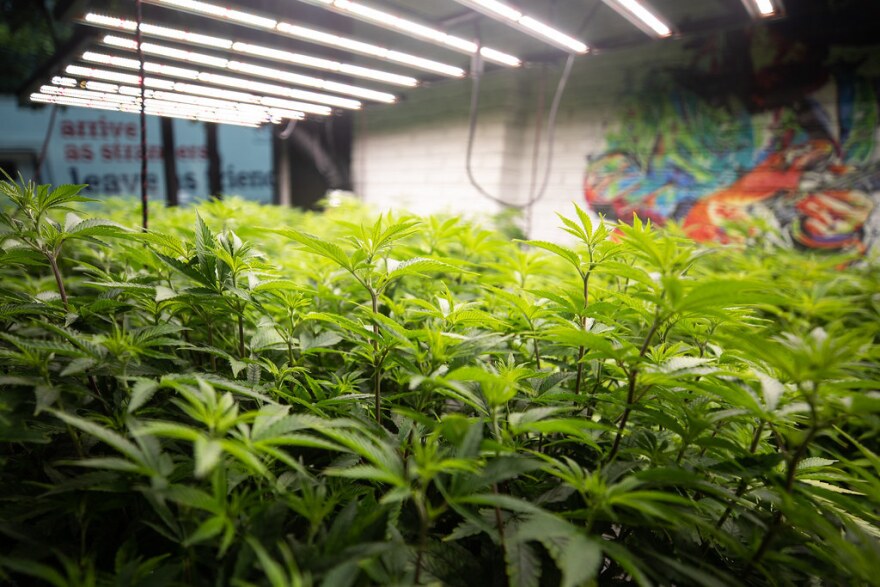 A room full of marijuana plants