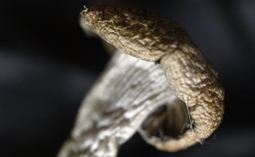 A Golden Teacher mushroom is displayed at Epic Healing Eugene, Oregon's first licensed psilocybin service center, on Friday, Aug. 4, 2023, in Eugene, Oregon.
