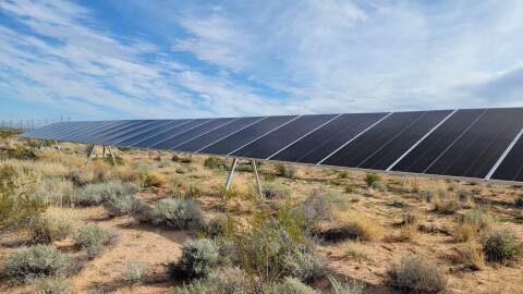 This is an image of a rare desert plant growing underneath a large solar panel at a solar farm. 