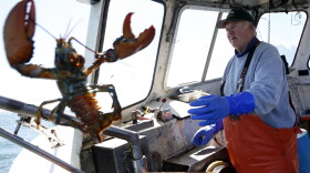In this April 27, 2016 photo, Richard Sawyer, Jr., left, tosses back an undersized lobster who fishing on Long Island Sound off Groton, Conn. Sawyer, a third-generation lobsterman, fears there won't be enough lobster for his sons and grandsons to work as fishermen. (AP Photo/Robert F. Bukaty)