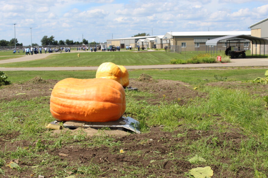 Two large pumpkins sit in the middle of a garden inside a prison yard. 
