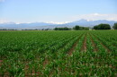 Rows of young green corn plants stretch across a farm field in Colorado, with snow-capped Rocky Mountain peaks rising in the distance beneath a blue sky.