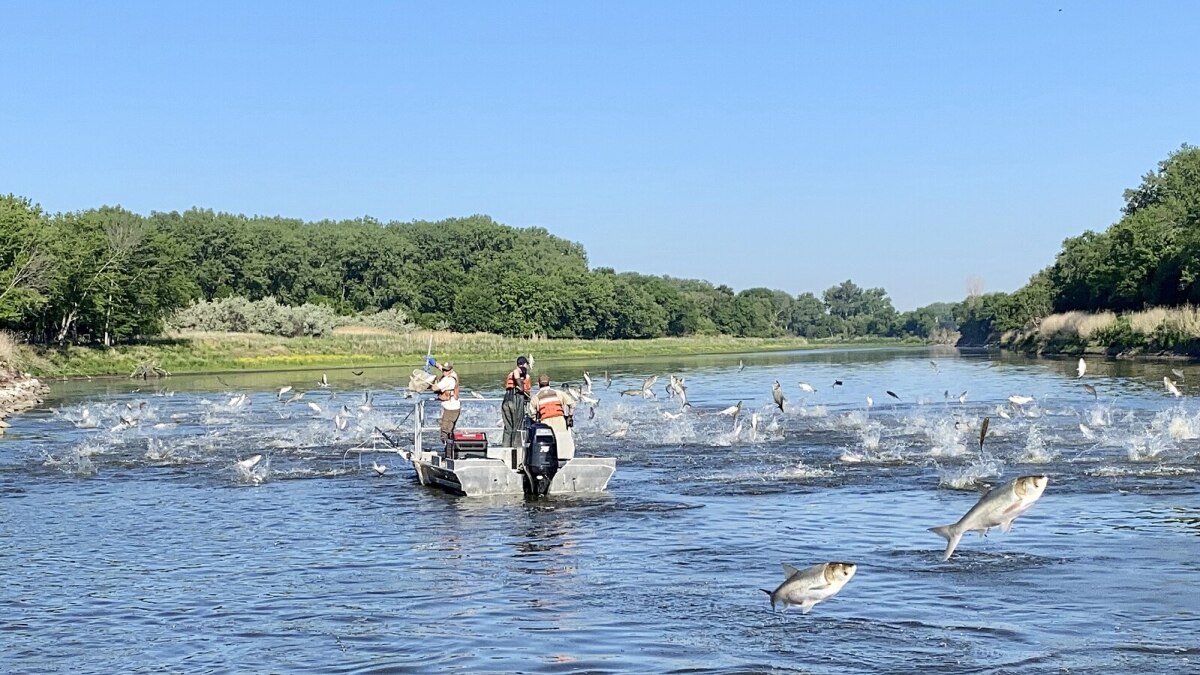 Illinois-based invasive carp project back on after three month pause