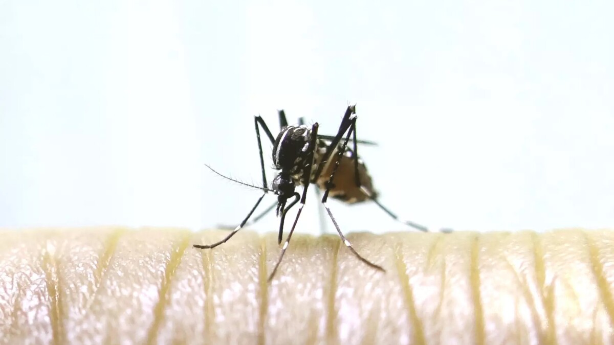 West Nile Virus found in mosquitoes in St. Joseph County