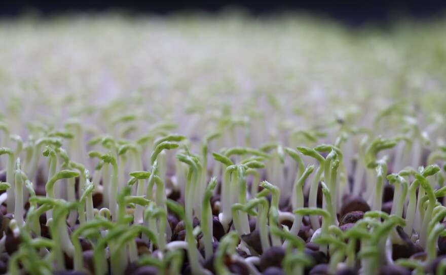 Pea shoots growing under a grow light indoors.