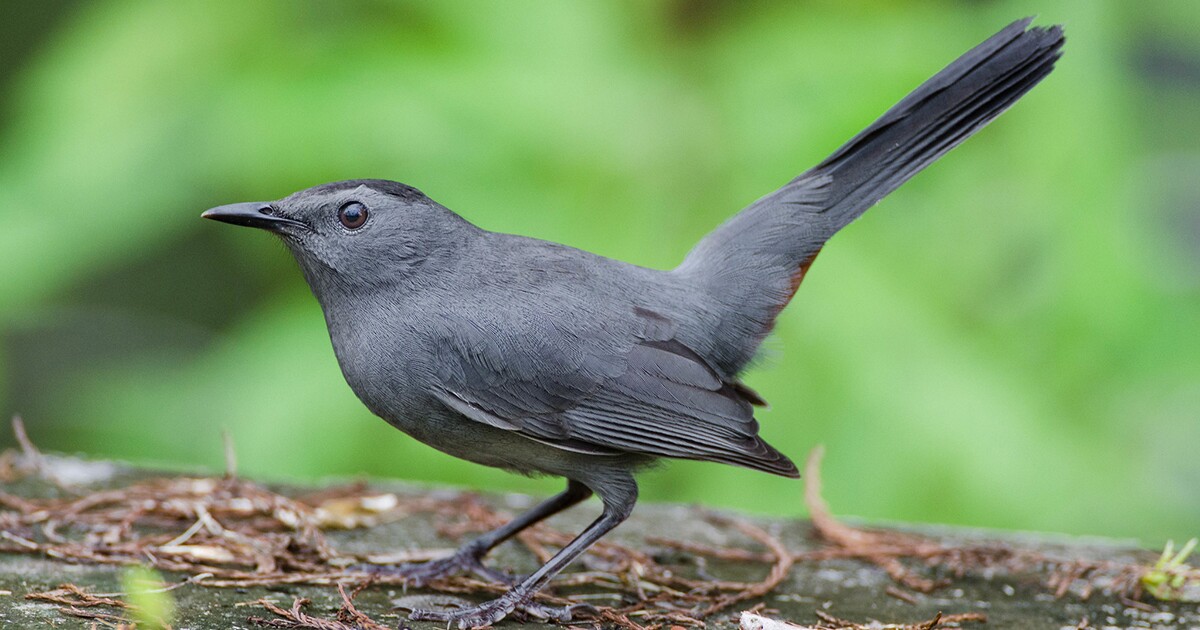 Gray Catbird South Carolina Public Radio