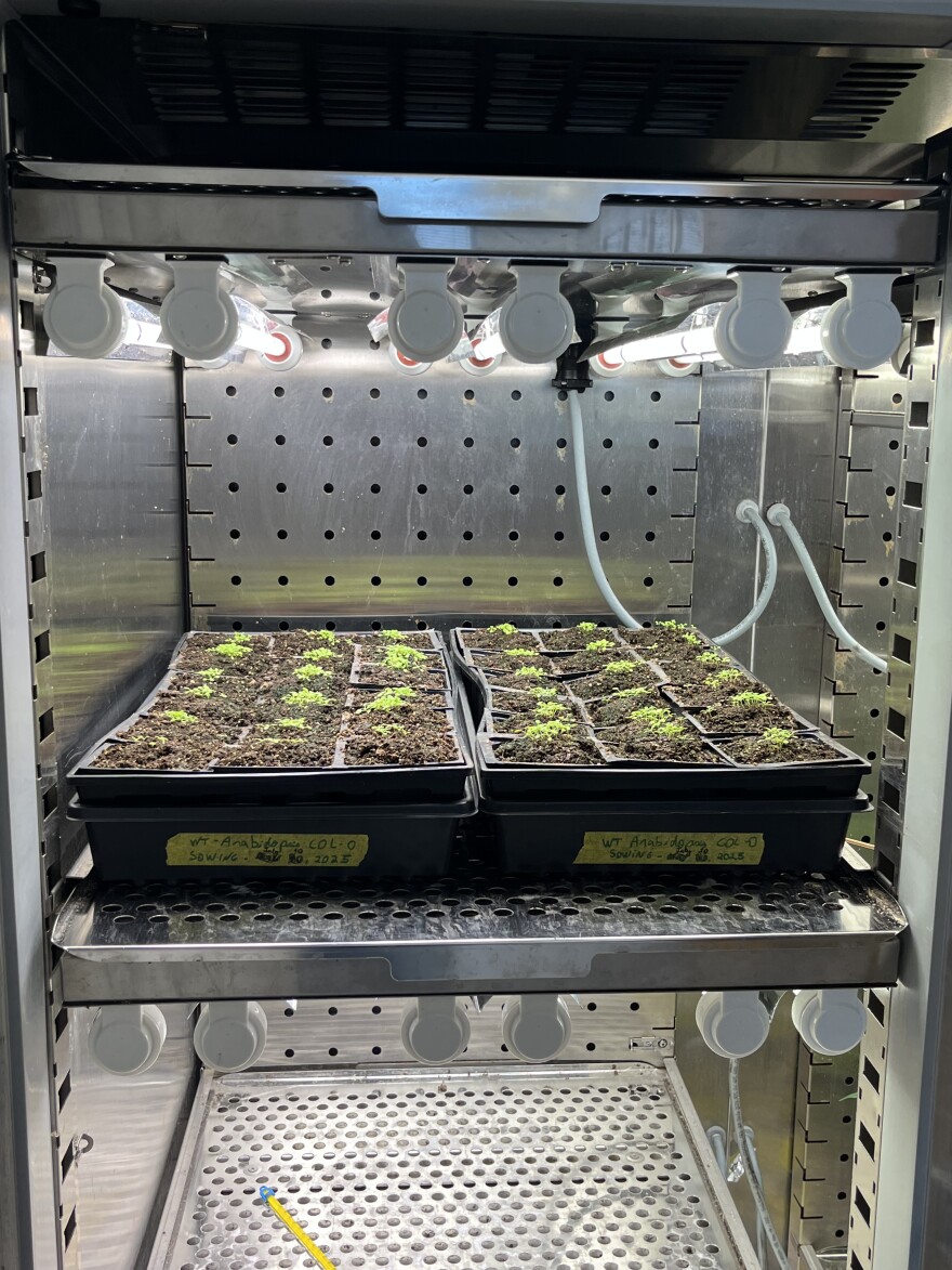 Arabidopsis in a growing chamber