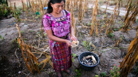 NOW, NOTHING: An indigenous Guatemalan woman examines a corn crop ravaged by the effects of climate change in her country's Corredor Seco (Dry Corridor) region.