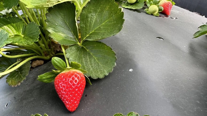 This is a Florida Medallion strawberry, a variety developed in 2020 by the UF/IFAS Strawberry Breeding and Genetics program at the Gulf Coast Research and Education Center in Wimauma. The Medallion is known for its intense flavor and consistent conical shape.