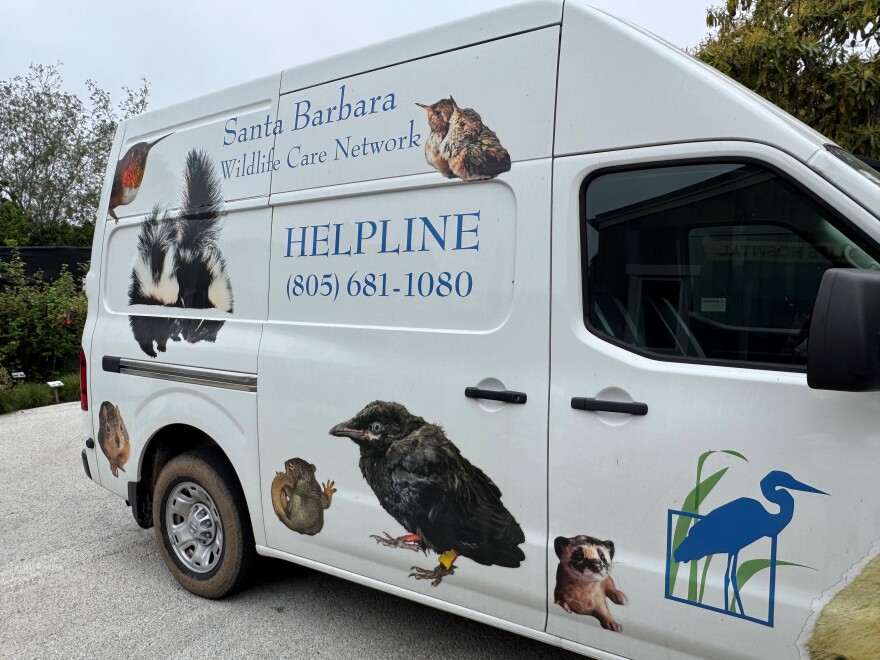 If you see a pelican in distress in Santa Barbara or Ventura Counties, you can call the SBWCN Helpline on 805 681 1080