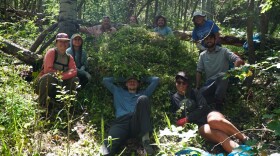 The Summit CWMA and volunteers stand around the pile of garlic mustard they pulled near Park City's Armstrong Trail on June 27, 2026.
