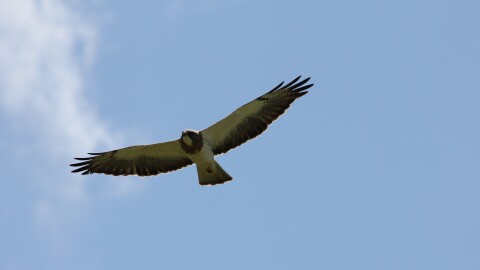 Swainson's Hawk