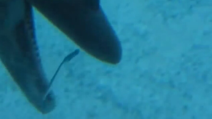 A dolphin opens his mouth to swallow the bubble before it bursts.