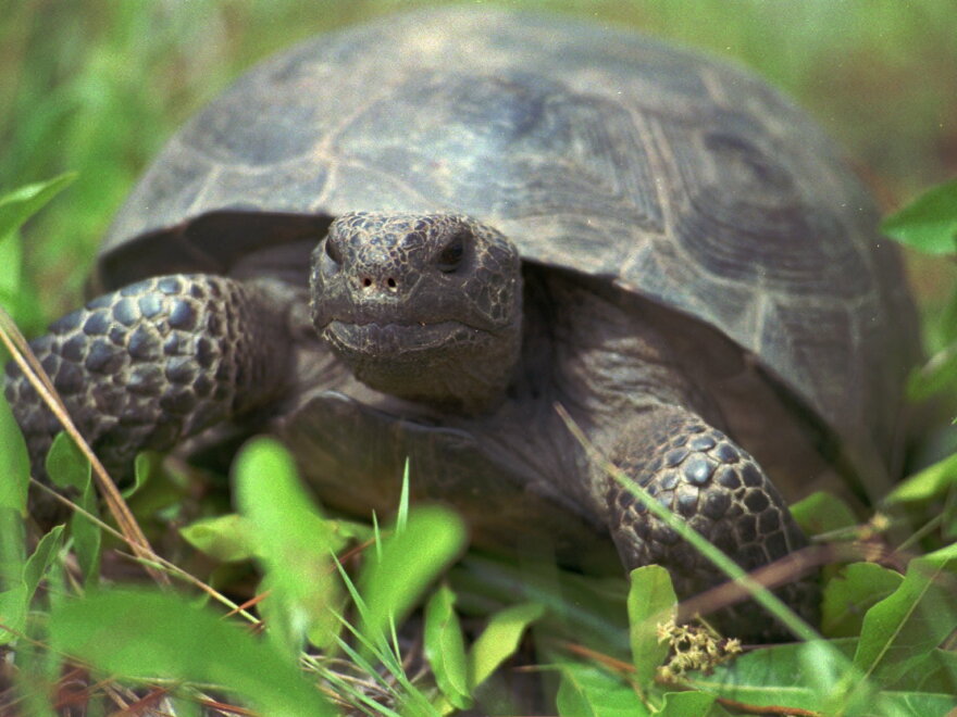 Goiter Tortoise DeSantis signs bill on gopher tortoise sites | WLRN
